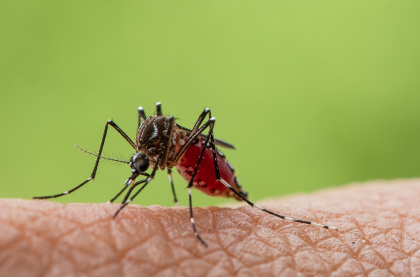 DIY vs. Professional Mosquito Control in Bakersfield: What Actually Works