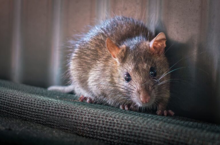 Rodent Problems in Older Visalia Homes: Common Entry Points to Watch