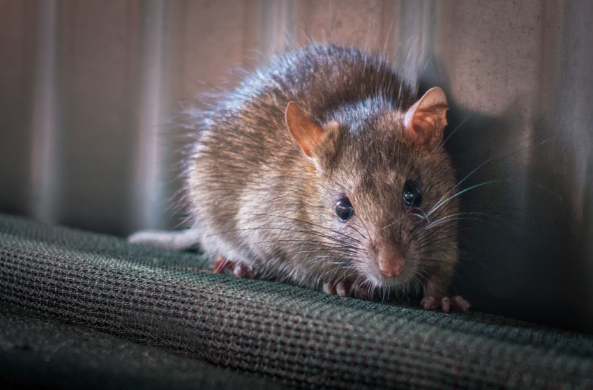 Rodent Problems in Older Visalia Homes: Common Entry Points to Watch