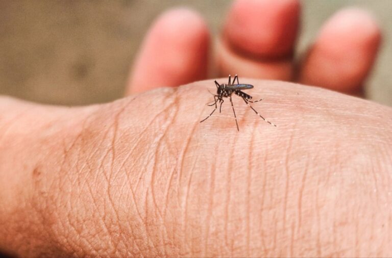 Why Mosquito Season in Visalia Starts Earlier Than You Think