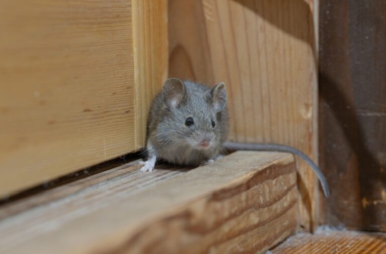 Why Professional Rodent Control Is Essential in Bakersfield Homes