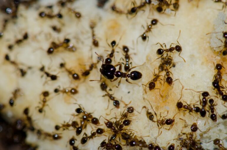 Why Are Ants So Common in Visalia Houses?