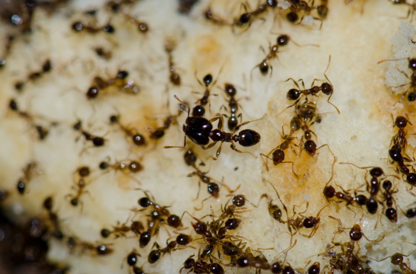 Why Are Ants So Common in Visalia Houses?