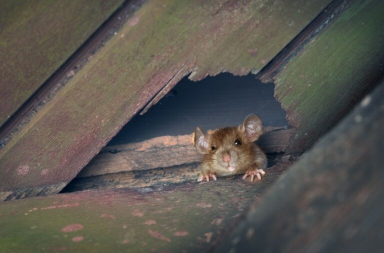 How Do Pests Get Into Homes in Visalia?