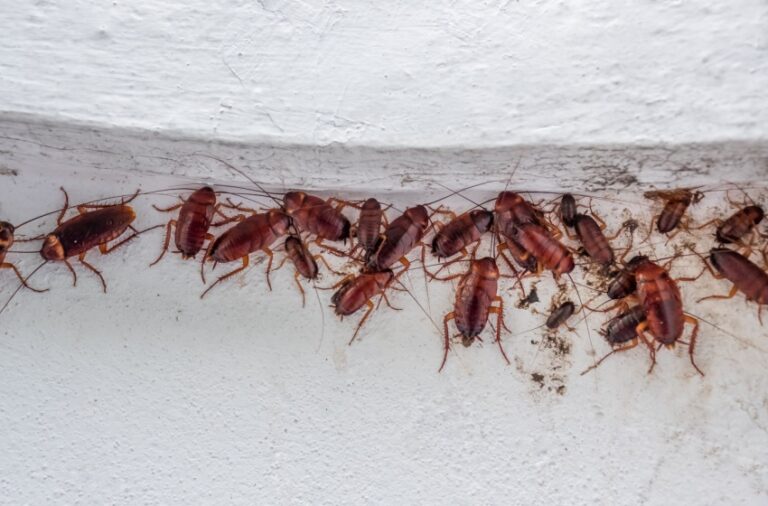 Why Do Bugs Keep Coming Back After I Spray in Visalia?
