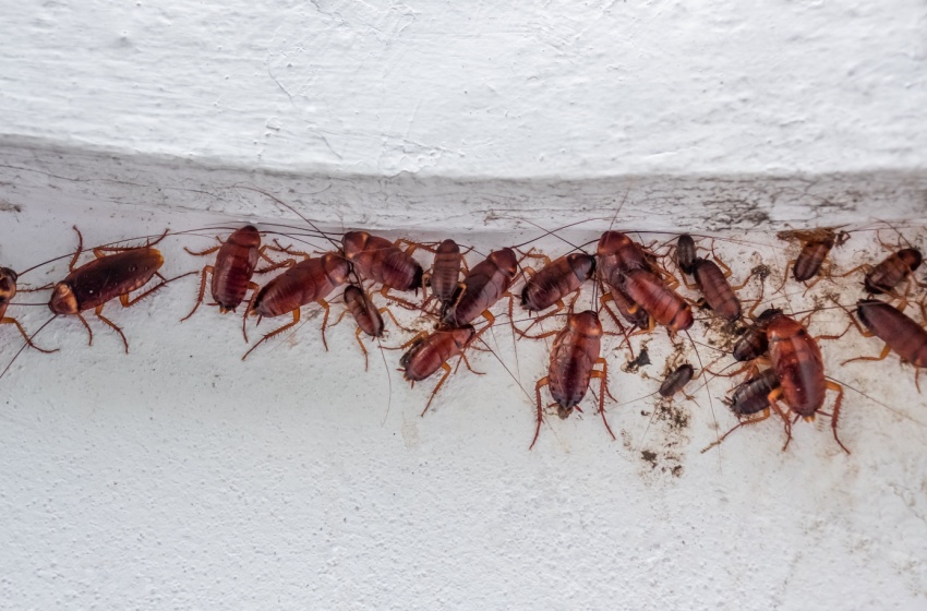 Why Do Bugs Keep Coming Back After I Spray in Visalia?