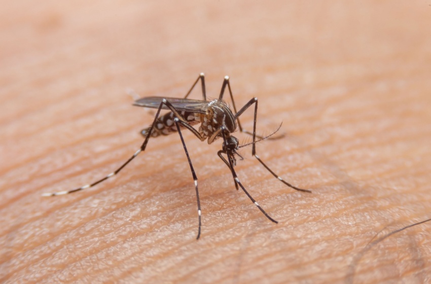 What Attracts Mosquitoes to Homes in the San Joaquin Valley?