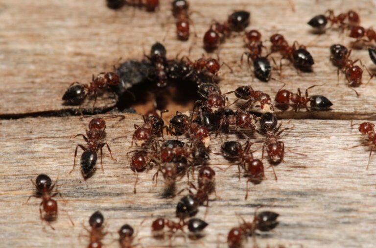 What Pests Are Most Common in Visalia Homes?