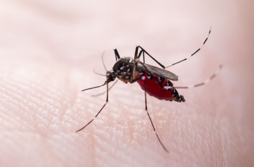 Why Mosquitoes Are Such a Problem in Visalia