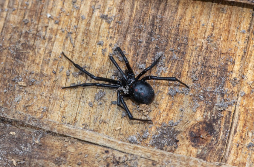 Why Are There So Many Spiders in Central Valley Homes?