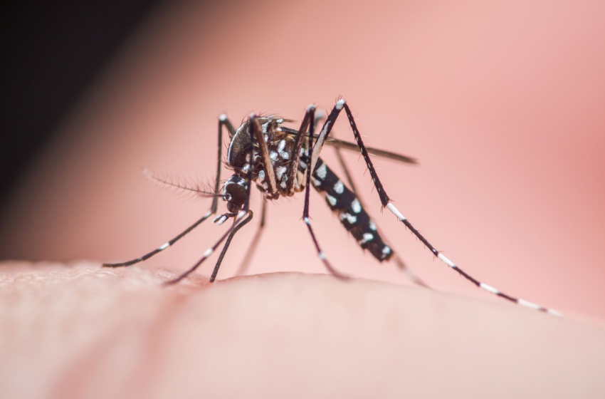 Why Recurring Mosquito Treatments Are Essential for Bakersfield Residents