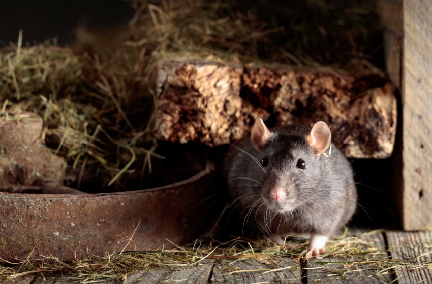 How Agricultural Areas Around Visalia Influence Pest Activity