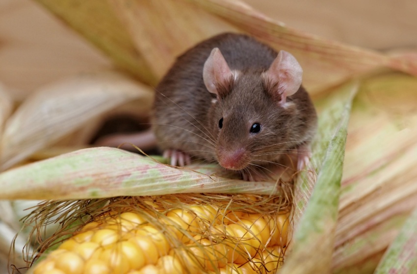 The Most Common Pest Problems Found on Larger Rural Properties Near Hanford