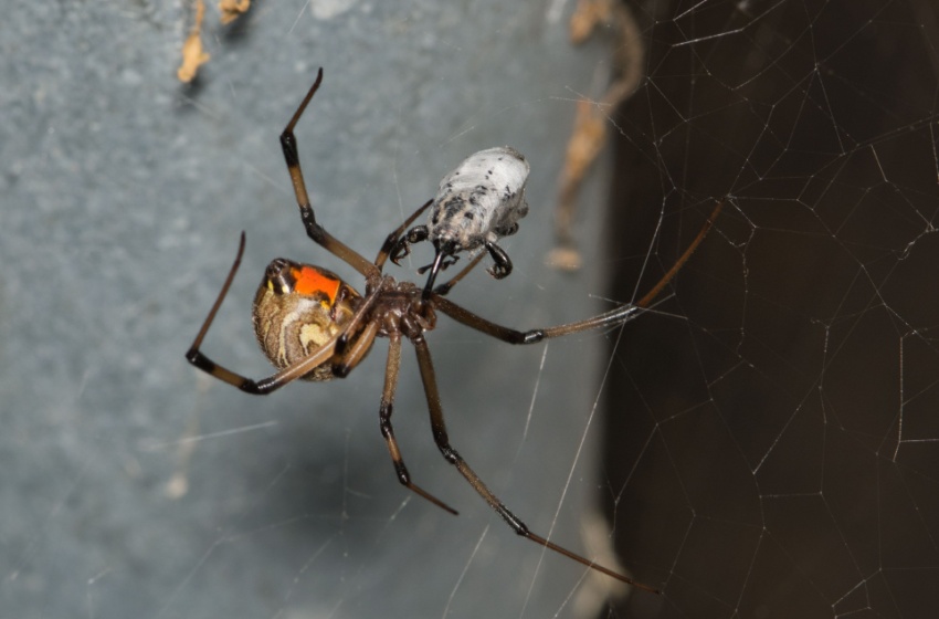 The Most Common Spiders Found in Bakersfield Homes