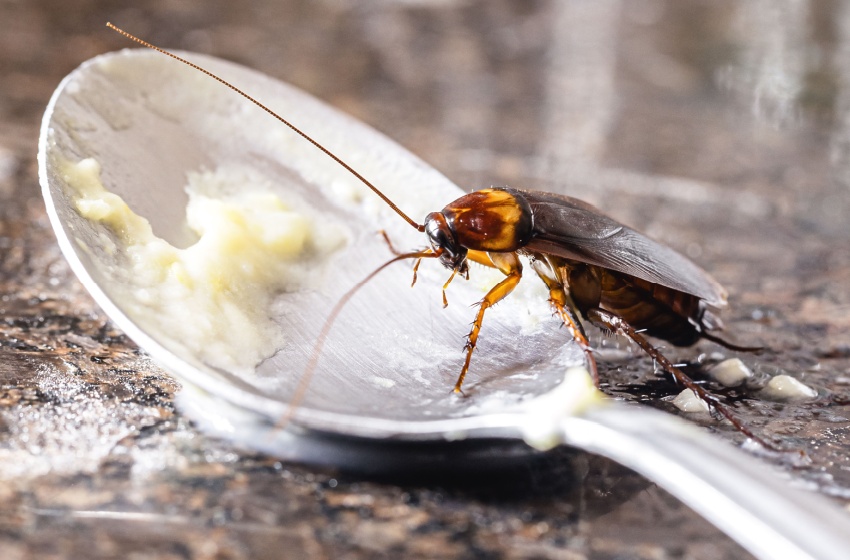 The Most Common Household Pests in the Central Valley