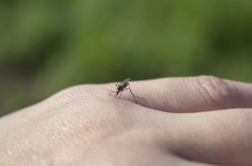How Irrigation Canals Around Visalia Can Influence Mosquito Activity