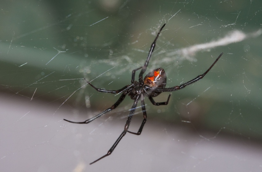 Why Are Black Widows Common in the Central Valley?