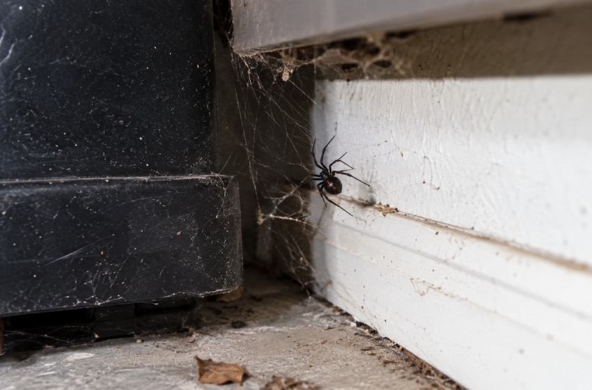Bakersfield’s Fall Spider Season: Why You May Be Seeing More Spiders Around Your Home