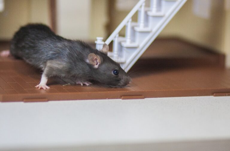 Rodents in Hanford: Why Mice and Rats Start Moving Toward Homes in the Fall