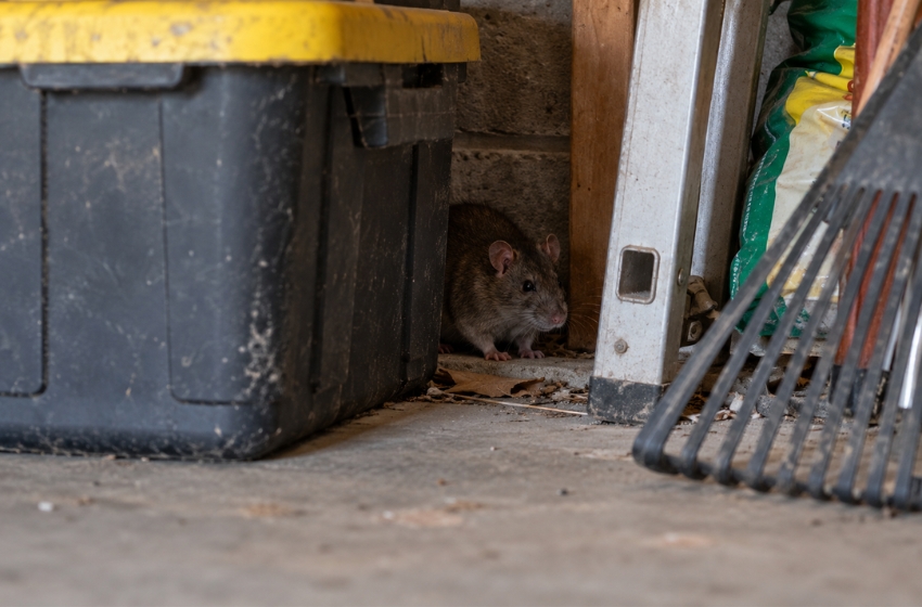 What’s Hiding in Your Garage? Fall Pest Problems Visalia Homeowners Often Miss