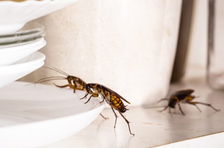 Why Are There So Many Cockroaches in Visalia in Late Summer?