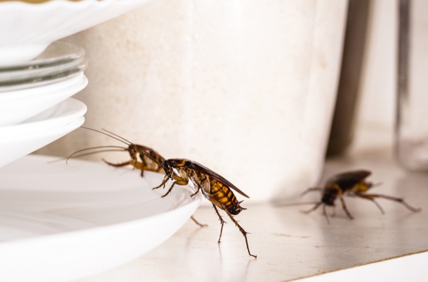 Why Are There So Many Cockroaches in Visalia in Late Summer?