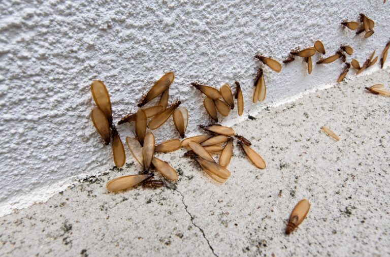 Are Those Termites or Flying Ants? What Visalia Homeowners Should Look for This Fall