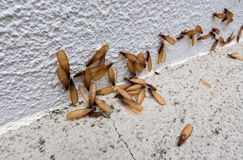 Are Those Termites or Flying Ants? What Visalia Homeowners Should Look for This Fall